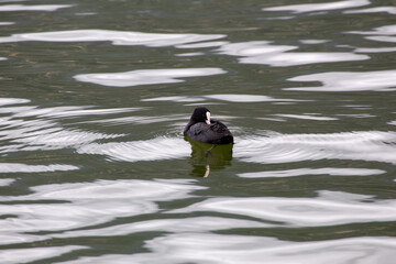 duck in a lake