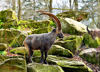 Steinbocke stehen sich gegenüber