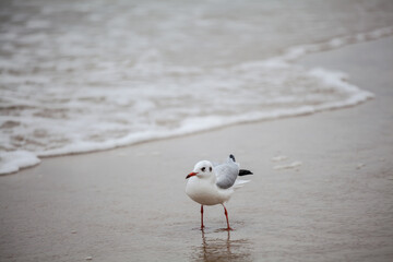 Seagull in the natural environment on the Baltic Sea.