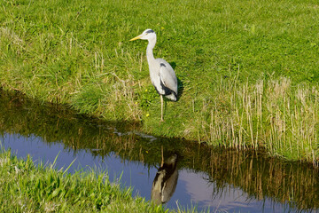 ein Fischreiher sitzt an einem kleinen Wasserlauf im Gras in der Sonne