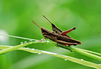grasshopper on a leaf