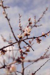 A branch with flowers on a fruit tree in the garden. Flowering in spring. Background with bokeh. Flowering photo from life