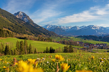 Rubihorn - Blumen - Frühling - Schöllang - Allgäu - Oberstdorf - Alpen