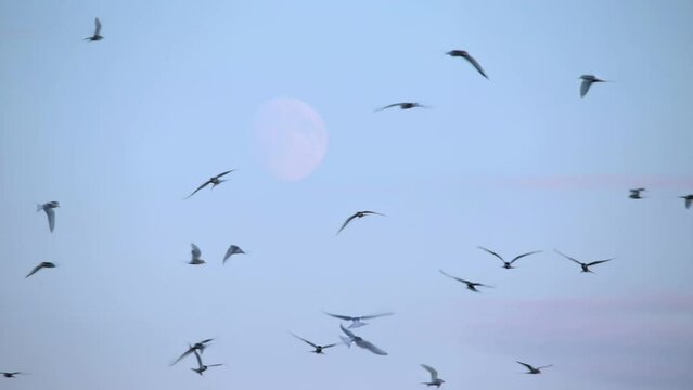 Arctic Tern kria flock birds swarming in front of rising moon, Iceland