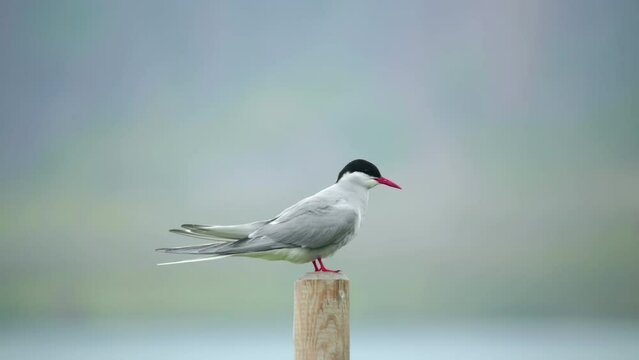 Arctic tern kria close up landing on wooden post Iceland summer