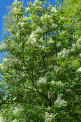 View of fraxinus ornus tree in flower in spring in a botanical garden in Madrid, Spain, vertical