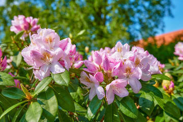Rhododendron in my garden. A series of photos of rhododendron in garden.