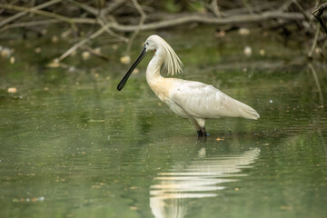 Eurasian spoonbill