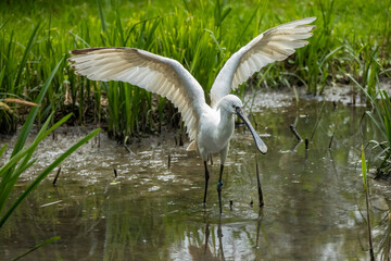 Eurasian spoonbill
