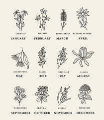 Line art Australian birth month flowers - obrazy, fototapety, plakaty