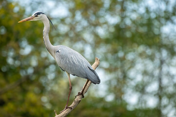 Grey heron