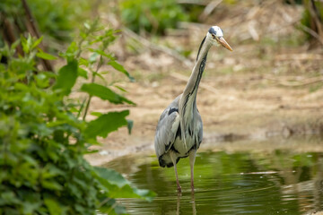 Grey heron