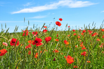 Wheat fields with poppies in early summer. A photo of poppies in the countryside in early summer.