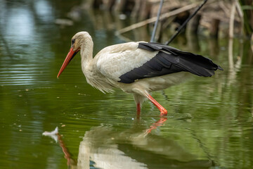 White stork