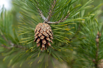 Half-open pine cone on branch with green needles