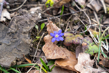 Single blooming blue common hepatica, liverwort, kidneywort, or pennywort (Anemone hepatica)