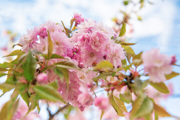A branch of beautiful blooming sakura against the background of the spring sky.