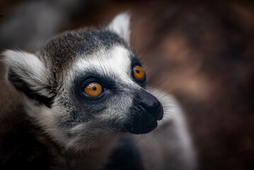 Lemur