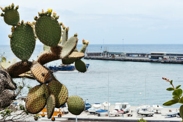 Cactus plant on background of seaport on island of Madeira Portugal on sunny day. Summer seascape. Natural background. Summer vacation. Beautiful scenery.