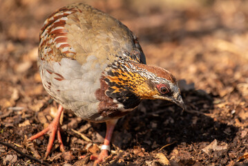 White-Necklaced Partridge