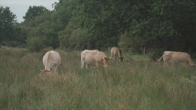 Limousin cows in Bretagne, France. A group of brown cows Aubrac graze in a meadow in the northern france region of Brittany. French landscape with brown cows. Breton Cows grazing on the field.