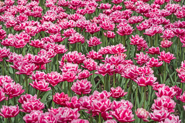 large pink Tulip