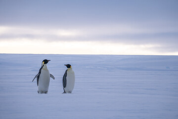 Emperor Penguins of Antarctica