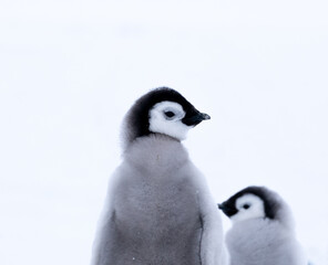 Emperor Penguins of Antarctica