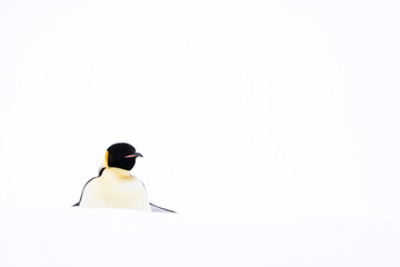 Emperor Penguins of Antarctica