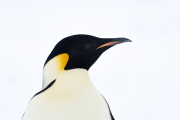 Emperor Penguins of Antarctica