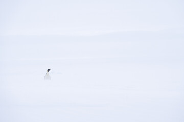Fototapeta na wymiar Emperor Penguins of Antarctica