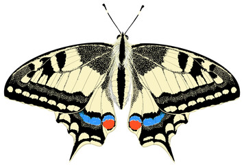 Papilio machaon with open wings seen from above adult specimen