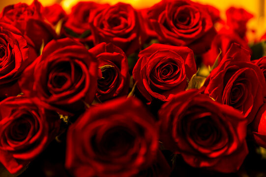 imagen de unas rosas rojas 