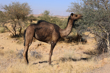 Camel, face while waiting for tourists for camel ride at Thar desert, Rajasthan, India. Camels, Camelus dromedarius, are large desert animals who carry tourists on their backs.