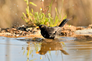 mirlo (Turdus merula) bañándose en el estanque del parque
