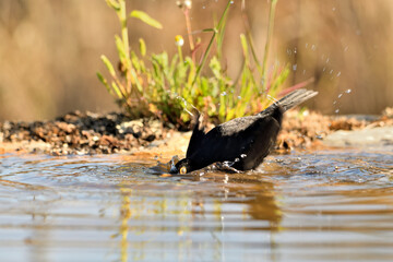 mirlo (Turdus merula) bañándose en el estanque del parque