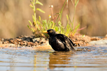 mirlo (Turdus merula) bañándose en el estanque del parque