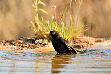 mirlo (Turdus merula) bañándose en el estanque del parque