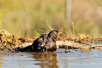 mirlo (Turdus merula) bañándose en el estanque del parque