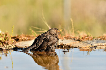 mirlo (Turdus merula) bañándose en el estanque del parque