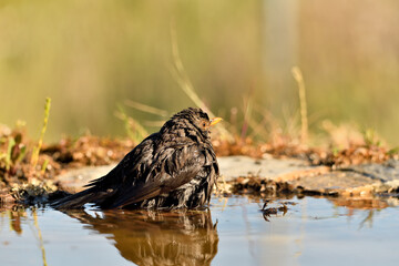 mirlo (Turdus merula) bañándose en el estanque del parque
