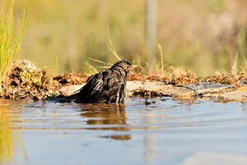 mirlo (Turdus merula) bañándose en el estanque del parque