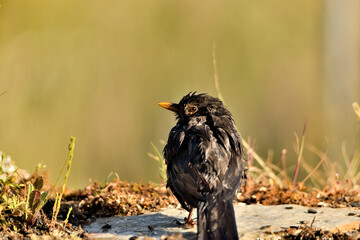 mirlo (Turdus merula) bañándose en el estanque del parque