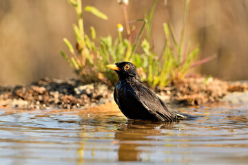 mirlo (Turdus merula) bañándose en el estanque del parque