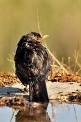 mirlo (Turdus merula) bañándose en el estanque del parque