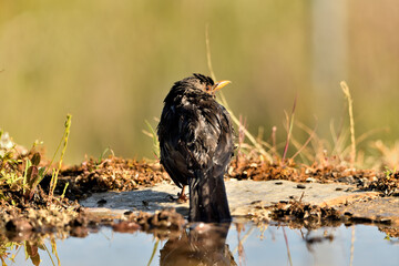 mirlo (Turdus merula) bañándose en el estanque del parque