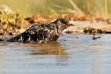 mirlo (Turdus merula) bañándose en el estanque del parque