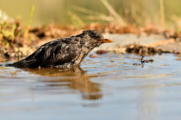 mirlo (Turdus merula) bañándose en el estanque del parque