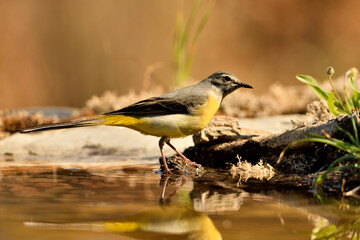 lavandera cascadeña (Motacilla cinerea) reflejada en el agua del estanque	
