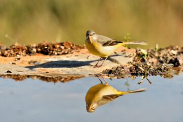 lavandera cascadeña (Motacilla cinerea) reflejada en el agua del estanque	
